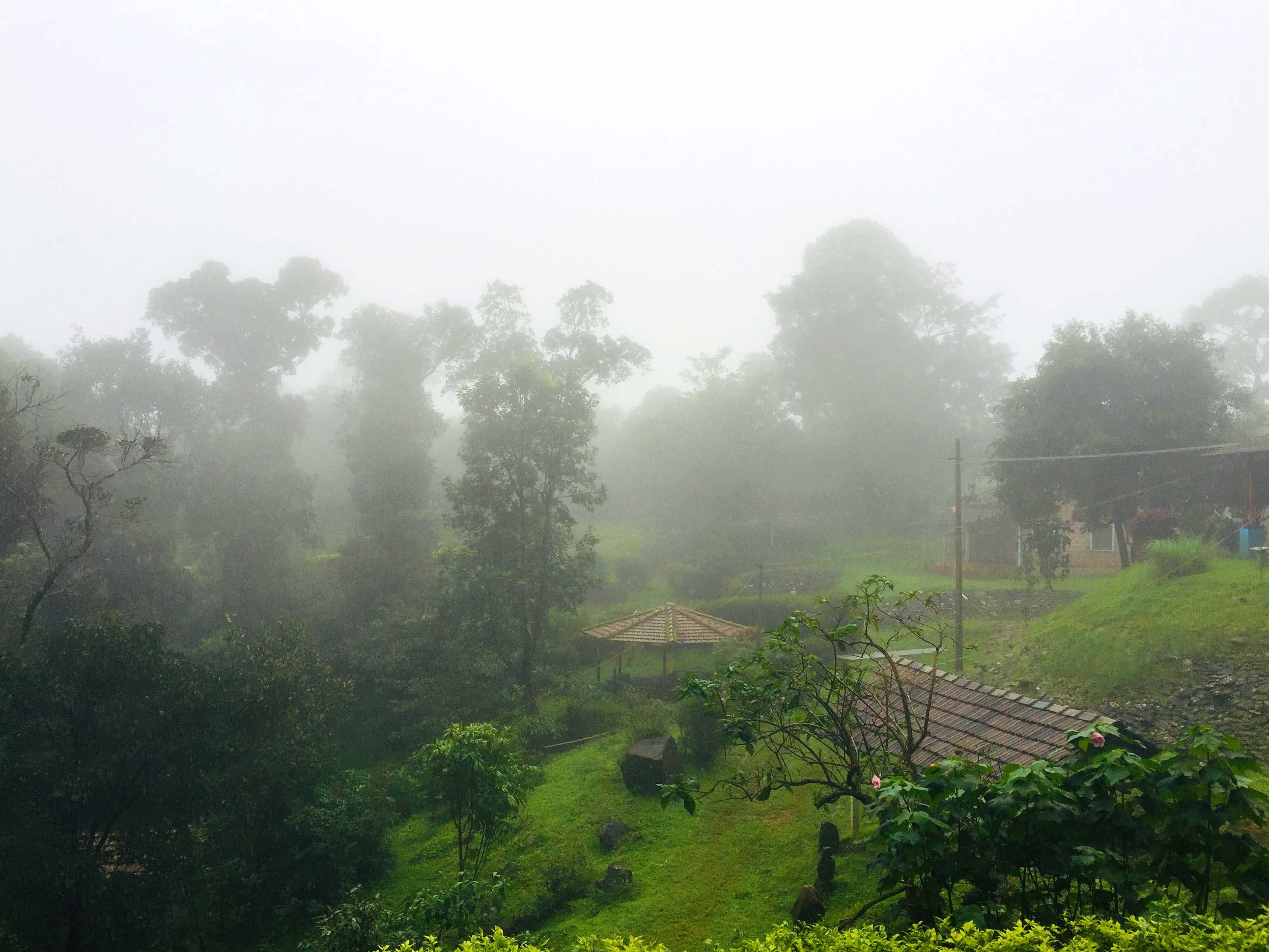 Mist,Fog,Atmospheric phenomenon,Haze,Hill station,Vegetation,Morning,Tree,Drizzle,Sky