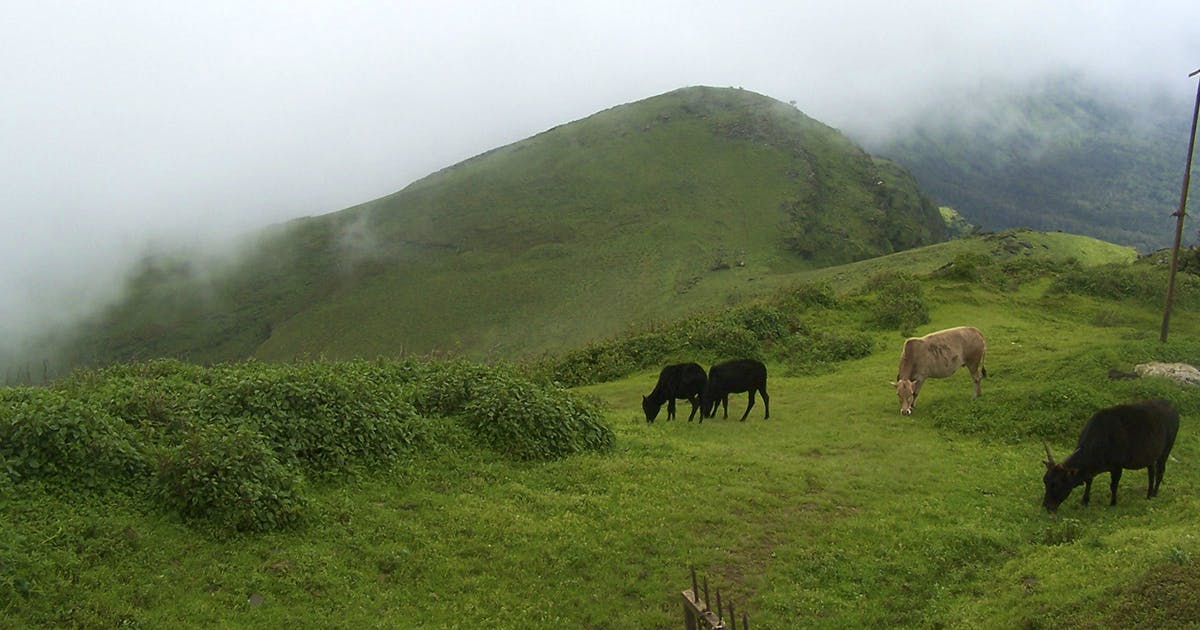 Trek Up The Mullayanagiri Peak Chikmagalur LBB Bangalore