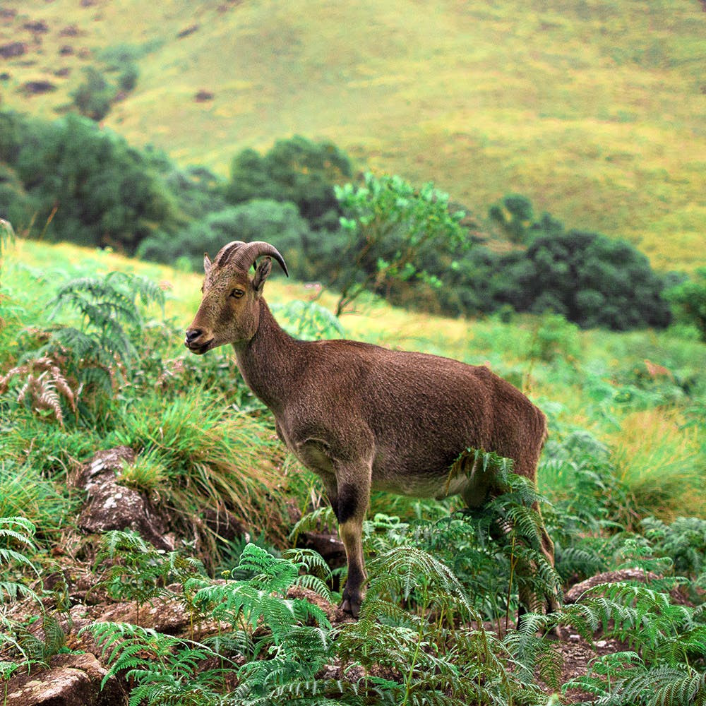 Wildlife,Goats,Goat,Terrestrial animal,Adaptation,Cow-goat family,Pasture,Grass,Grassland,Plant