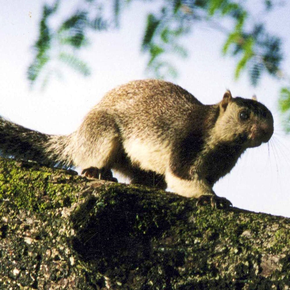 Mammal,Vertebrate,Rodent,Wildlife,Squirrel,Fox squirrel,ground squirrels,Terrestrial animal,Snout,Organism