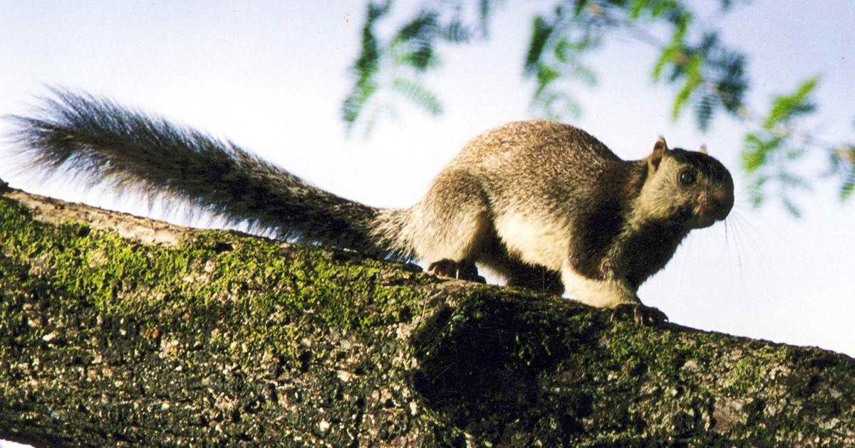 Go Srivilliputhur Grizzled Squirrel Sanctuary LBB Chennai