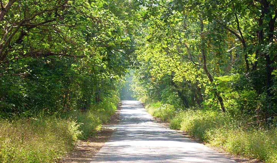 Natural landscape,Tree,Nature,Vegetation,Road,Trail,Natural environment,Nature reserve,Green,Thoroughfare