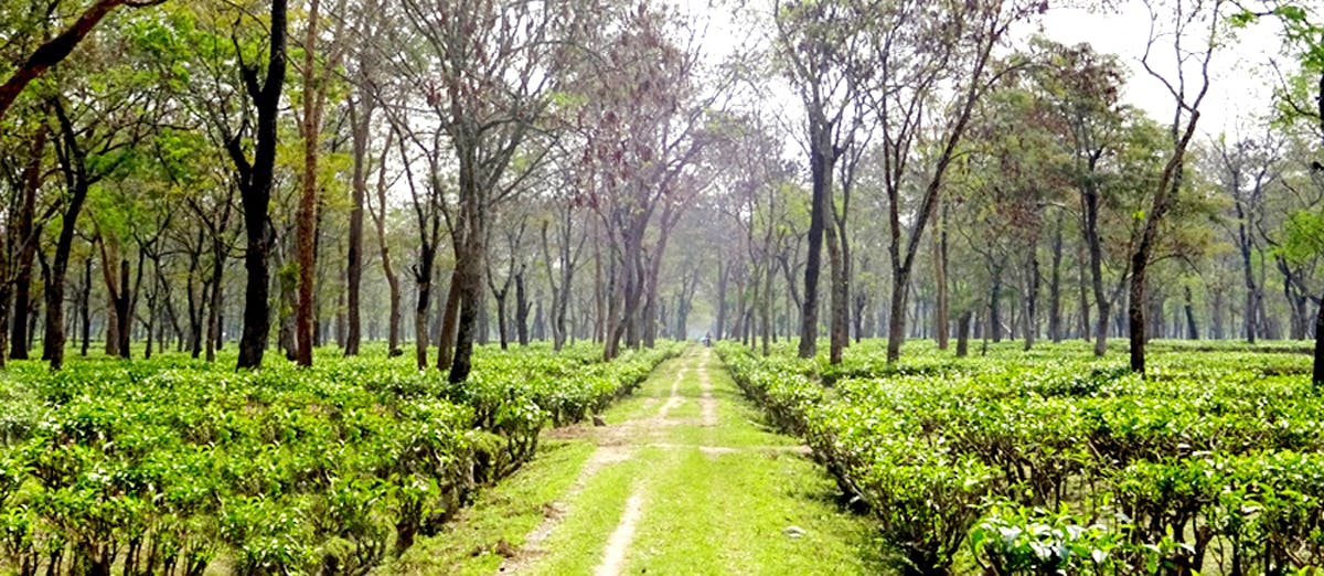 Tree,Natural landscape,Nature,Natural environment,Vegetation,Plantation,Forest,Green,Nature reserve,Plant