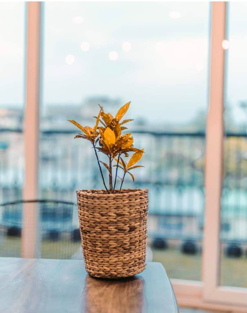 Flowerpot,Orange,Flower,Yellow,Plant,Houseplant,Table,Centrepiece,Artificial flower,Vase