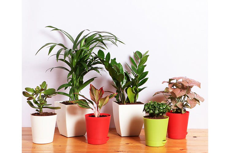 Flowerpot,Houseplant,Flower,Plant,Anthurium,Flowering plant,Herb,Impatiens