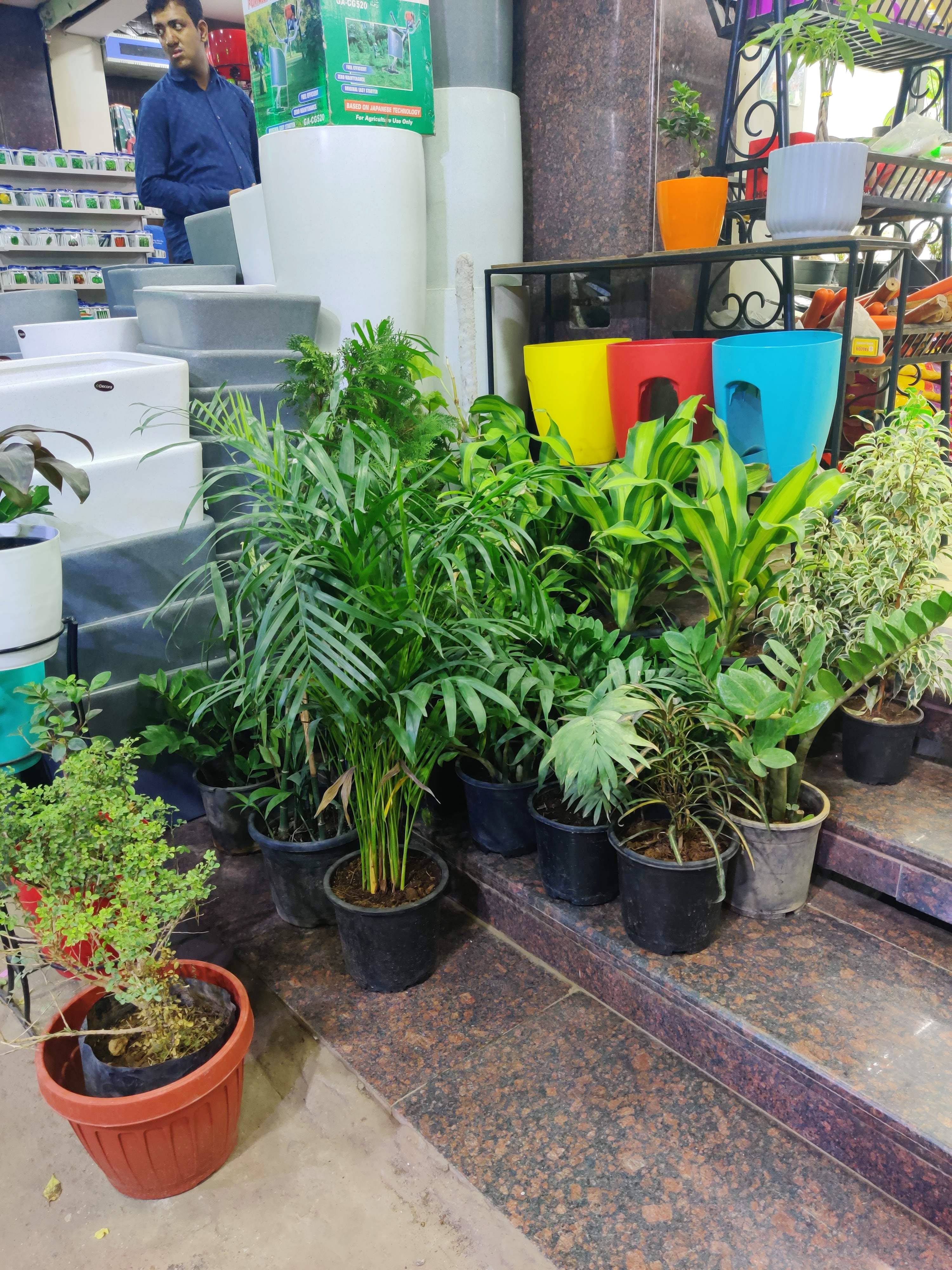 Plant,Flower,Houseplant,Flowerpot,Herb,Grass,Tree,Fines herbes