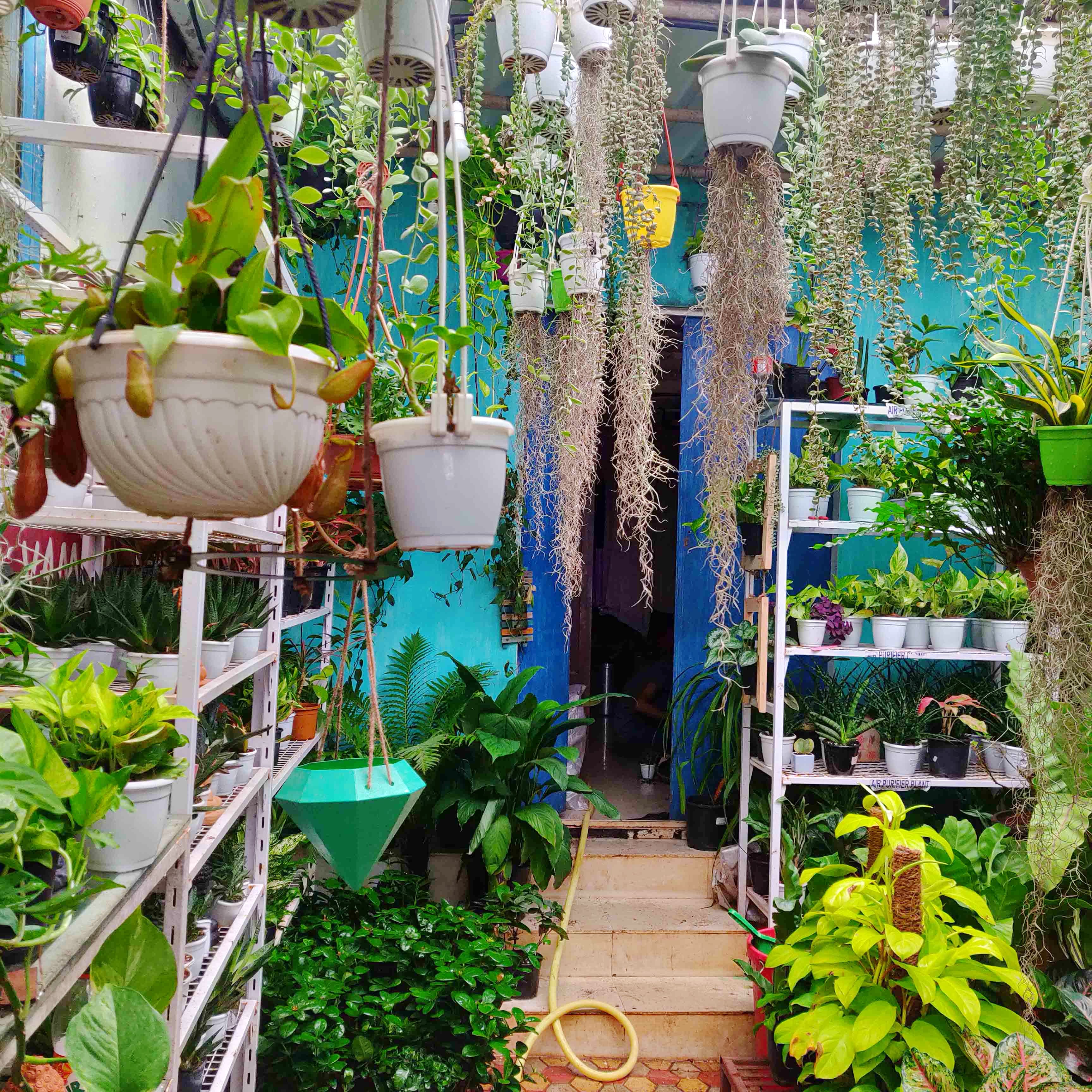 Botany,Flower,Plant,Garden,Flowerpot,Houseplant,Architecture,House,Yard,Backyard