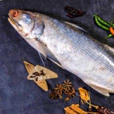 Fish,Fish,Fish products,Oily fish,Bony-fish,Mackerel,Seafood,Ray-finned fish,Bass,Osmeriformes