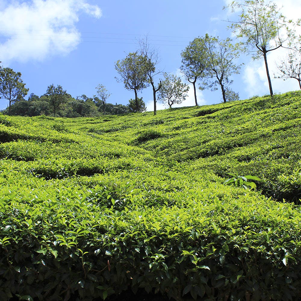 Vegetation,Plantation,Hill station,Green,Tea plant,Assam tea,Plant,Field,Crop,Grass