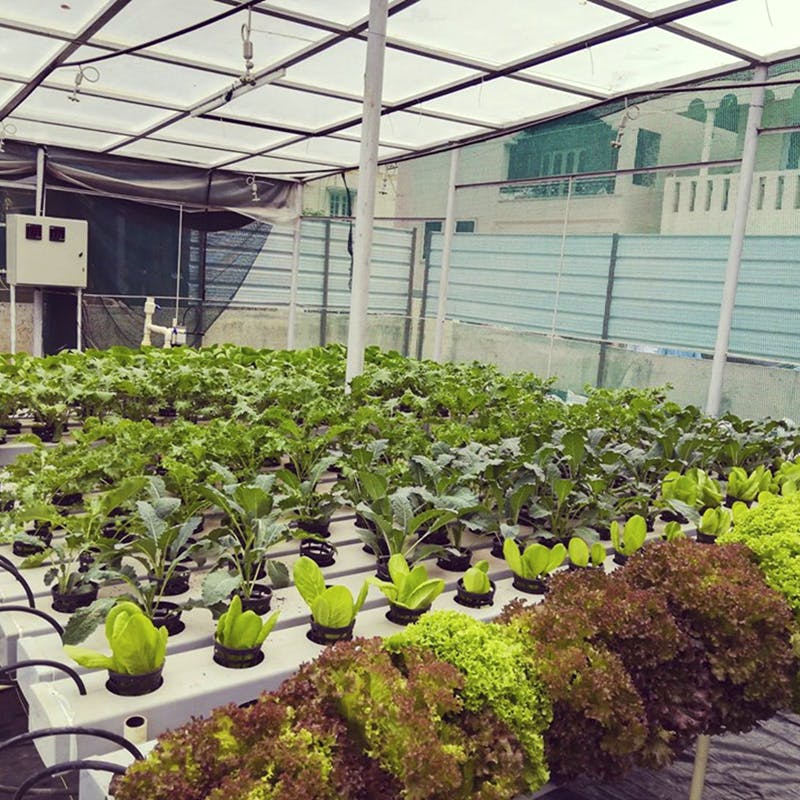 Attend A Beginner's Hydroponics Workshop| LBB, Bangalore