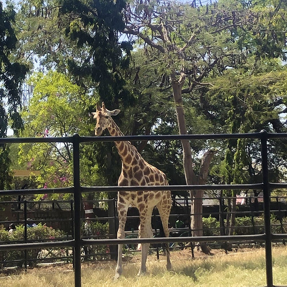 Giraffe,Giraffidae,Terrestrial animal,Wildlife,Zoo,Nature reserve,Natural environment,Wilderness,Iron,Tree