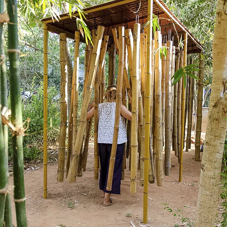 Bamboo,Botany,Grass family,Tree,Plant,Leisure