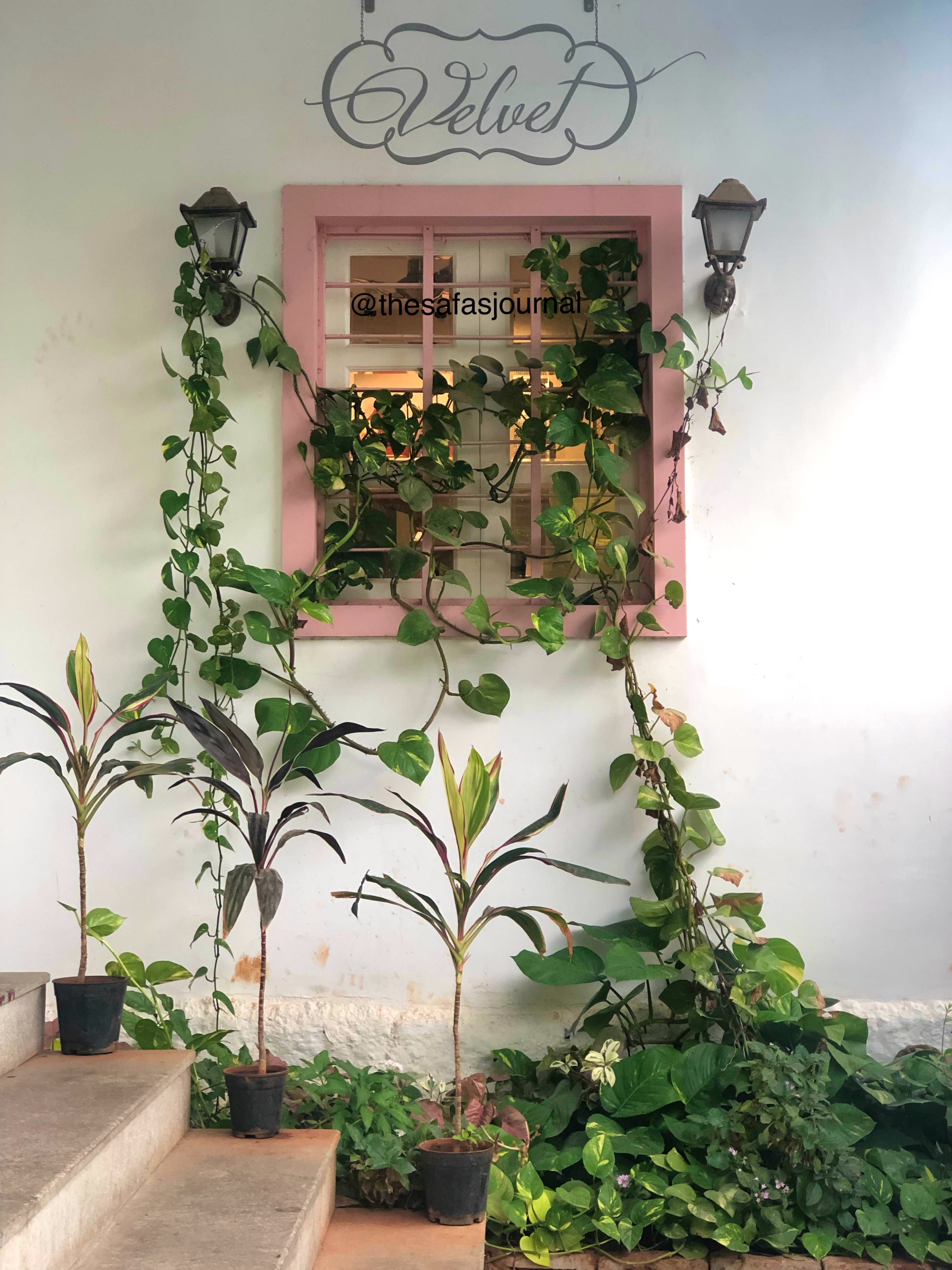 Houseplant,Plant,Flower,Botany,Tree,Flowerpot,Herb,Ivy
