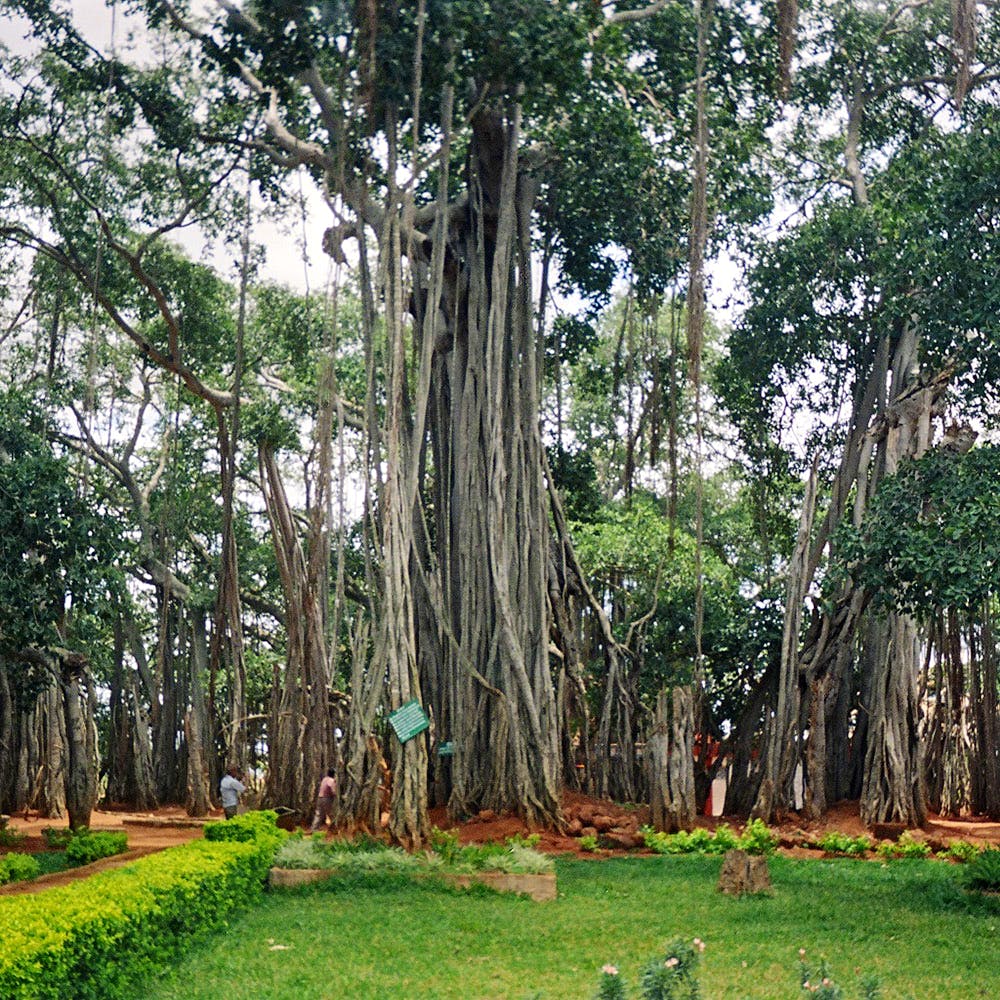 Explore Dodda Alada Mara Big Banyan Tree Lbb Bangalore