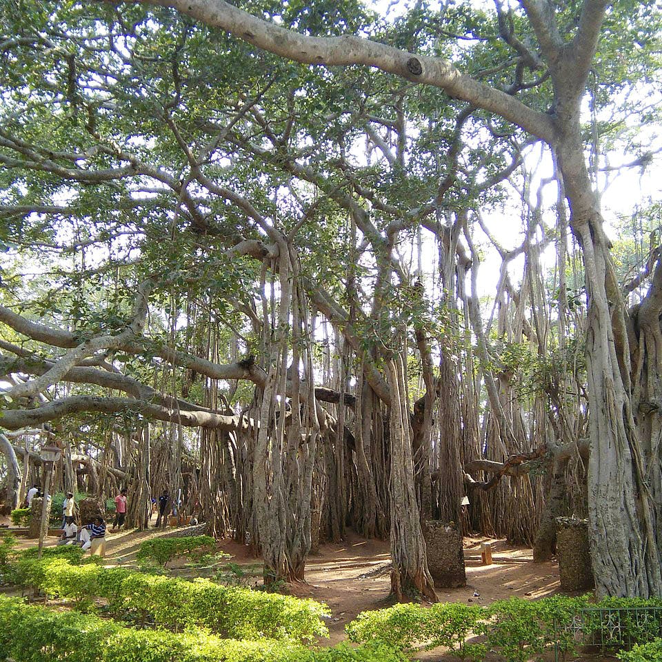 Explore Dodda Alada Mara Big Banyan Tree Lbb Bangalore