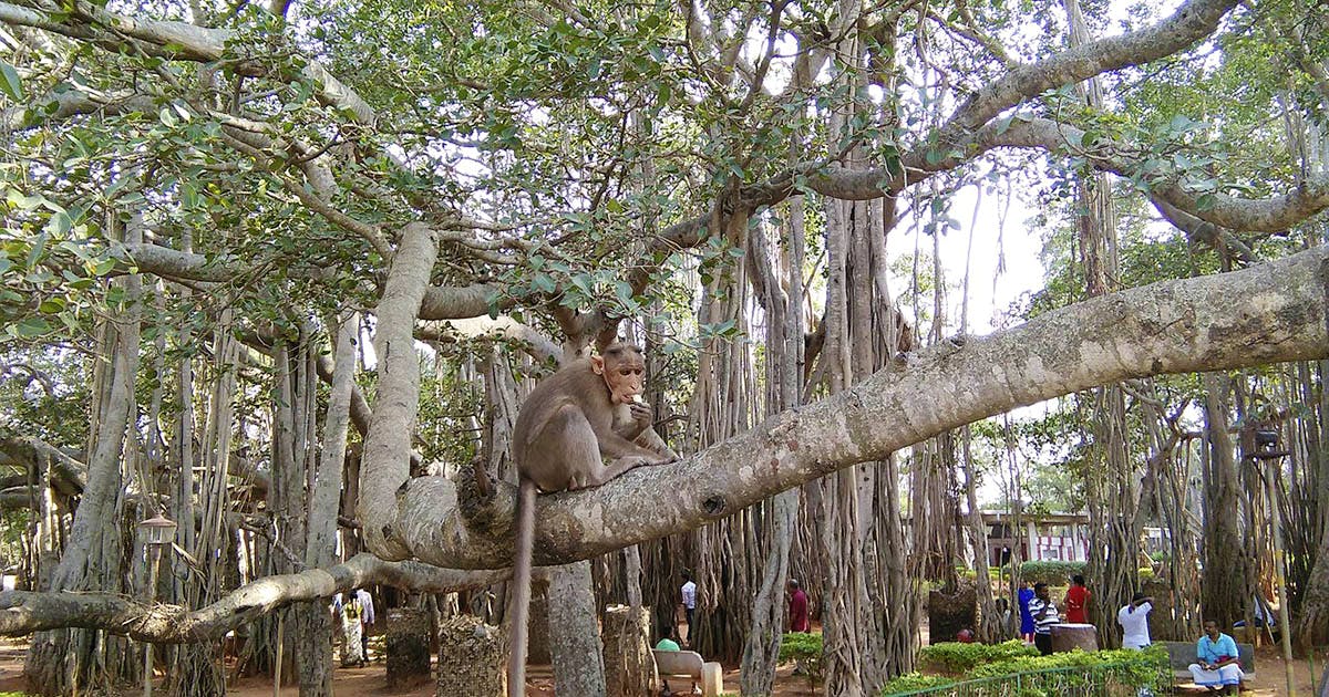 Explore Dodda Alada Mara, Big Banyan Tree | LBB, Bangalore