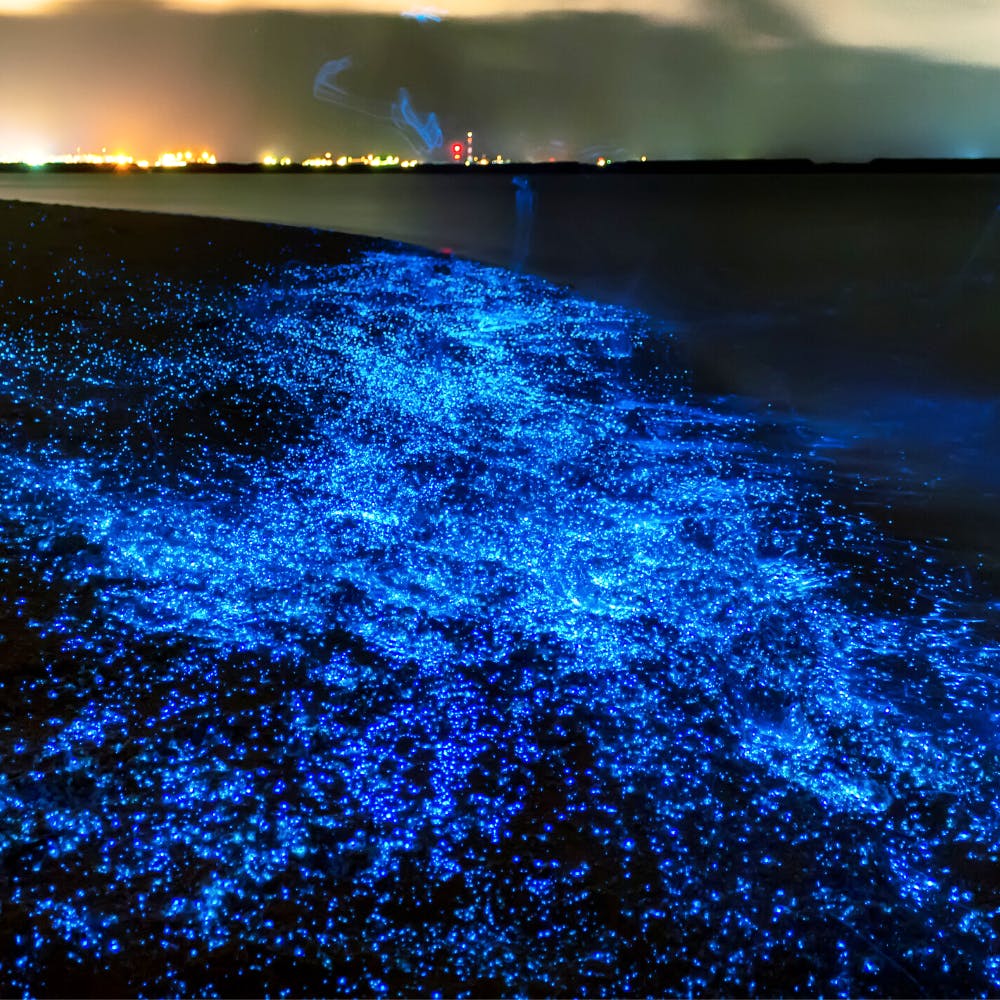 sea of stars tourist attraction in the maldives