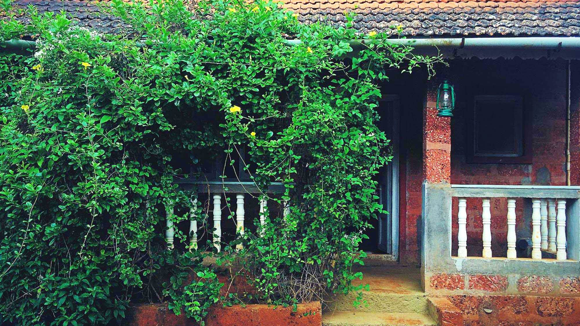 Green,Vegetation,Wall,Tree,House,Leaf,Plant,Brick,Shrub,Window