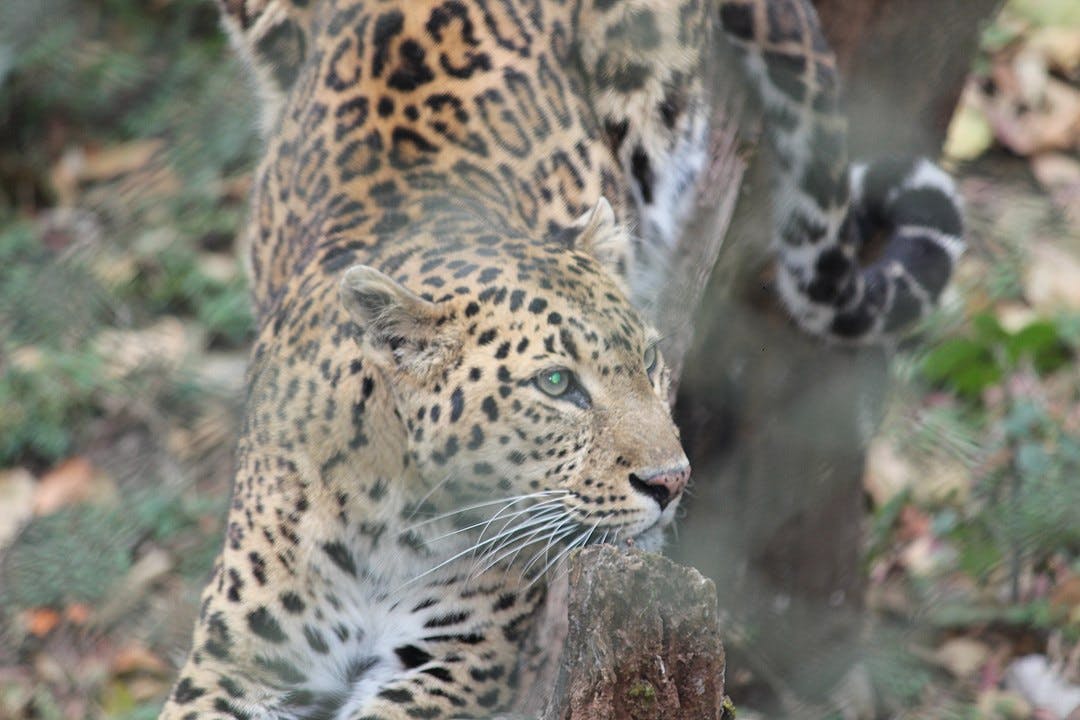 Visit Darjeeling Zoo For Snow Leopards | LBB, Kolkata