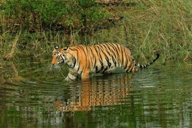 Satkosia Tiger Reserve, Odisha | LBB, Kolkata