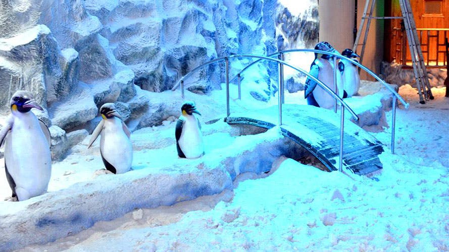 Penguin,Flightless bird,Bird,Freezing,Emperor penguin,Arctic,Adaptation,Zoo,Ice,adÃ©lie penguin