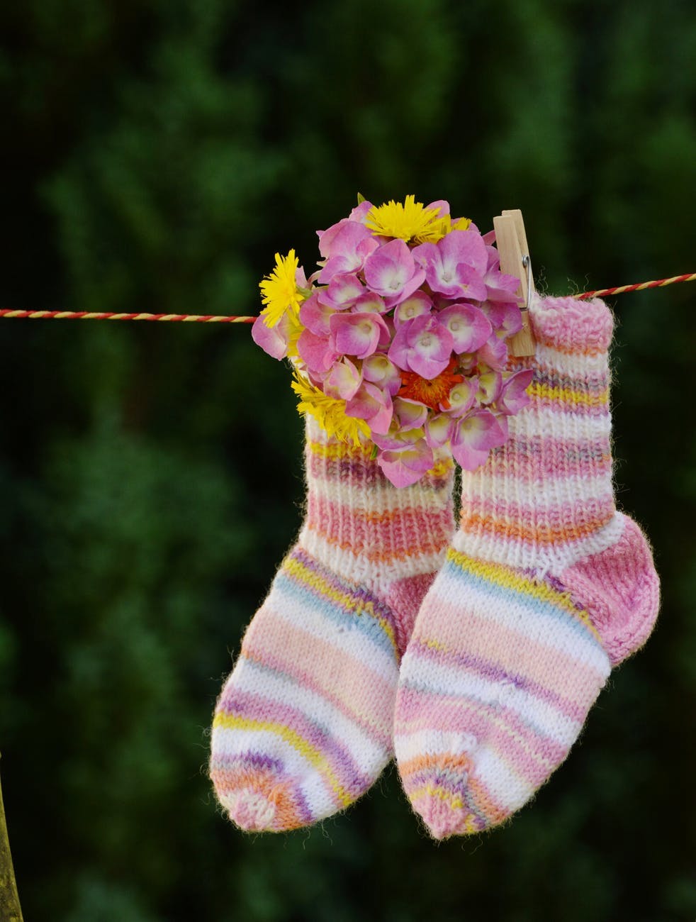 Pink,Sock,Flower,Plant,Fashion accessory,Pink family