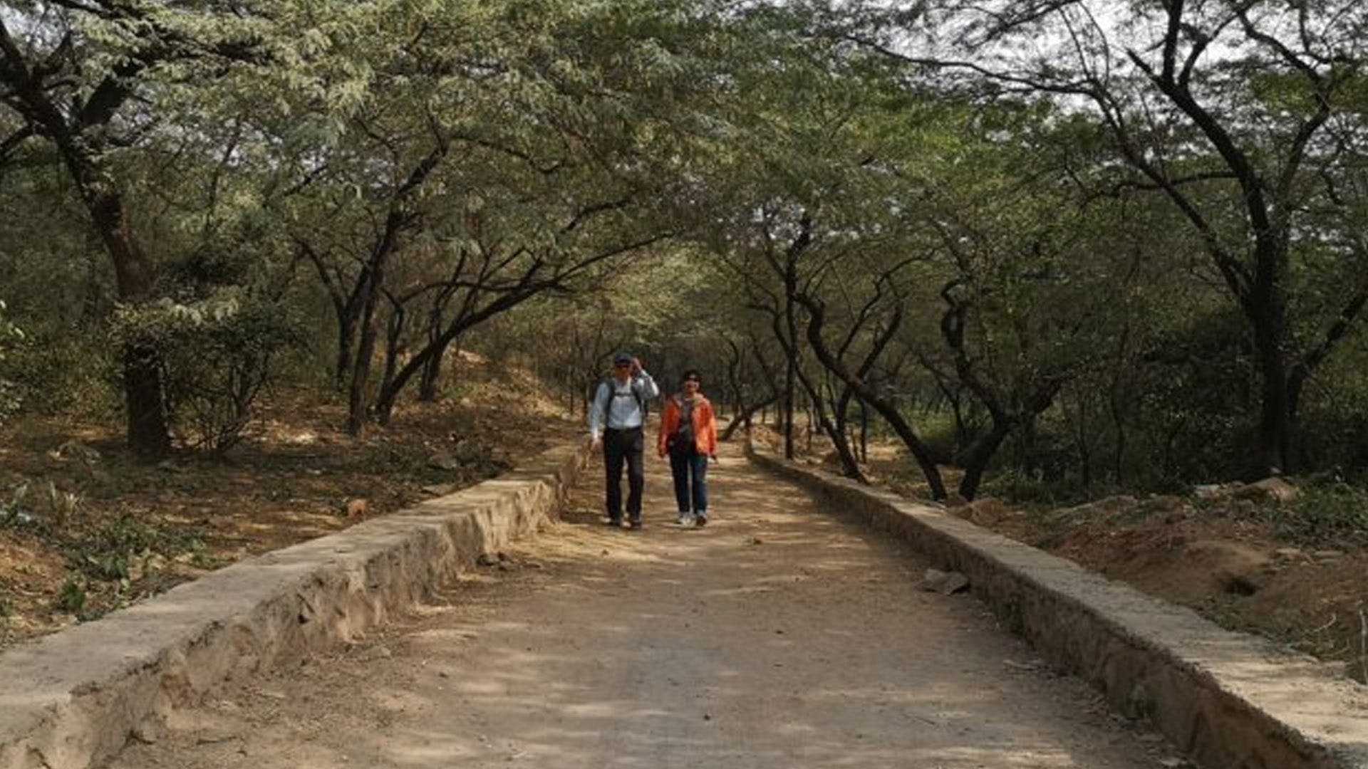 Natural landscape,Tree,Walkway,Trail,Walking,Boardwalk,Thoroughfare,Path,Plant,State park