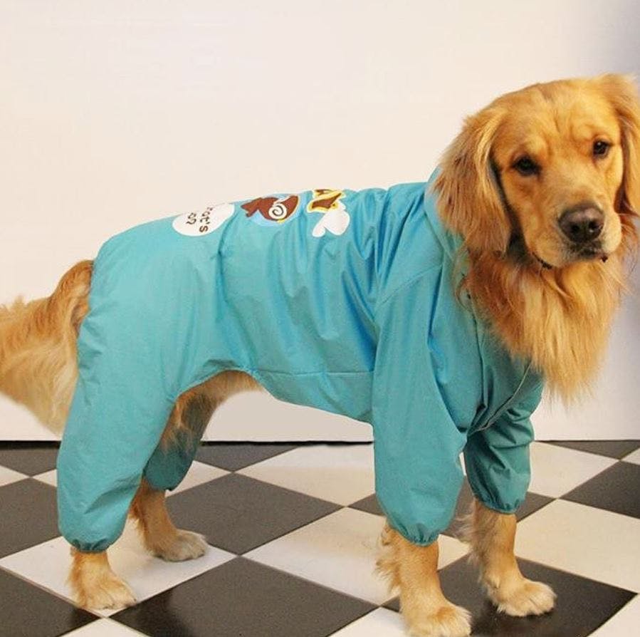Dog,Canidae,Dog breed,Dog clothes,Clothing,Golden retriever,Companion dog,Outerwear,Sporting Group,Carnivore
