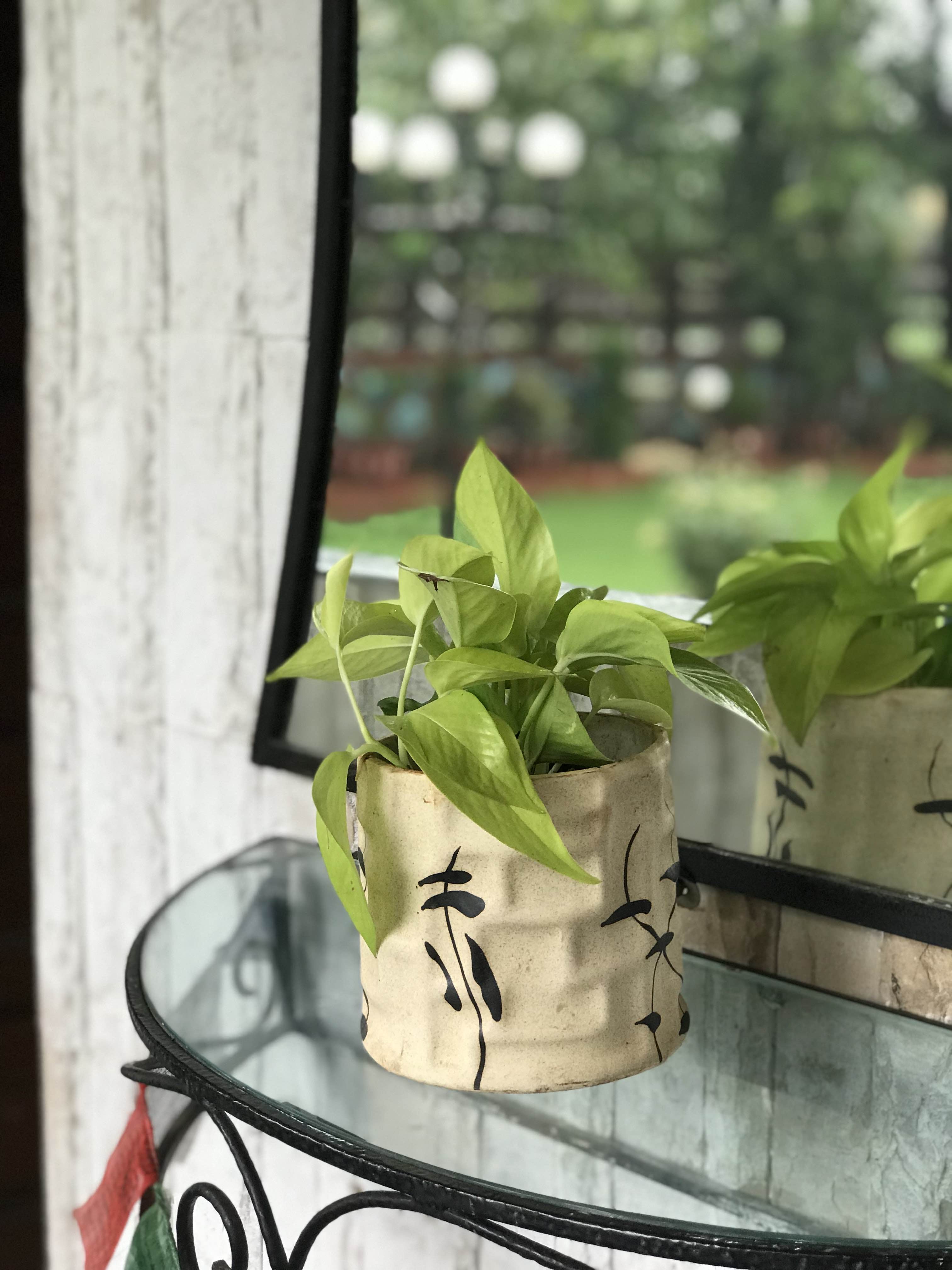 Green,Iron,Plant,Leaf,Herb,Flower,Window,Houseplant,Flowerpot,Metal