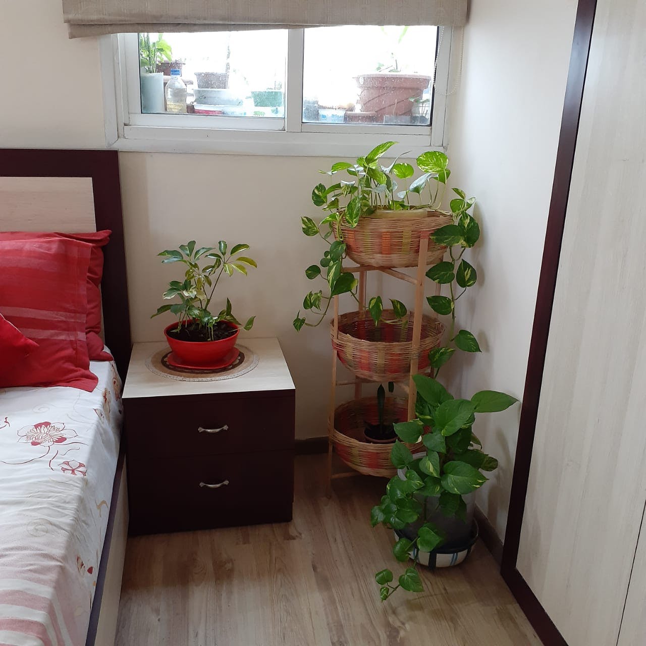 Houseplant,Room,Property,Plant,Flower,Interior design,Floor,House,Building,Herb