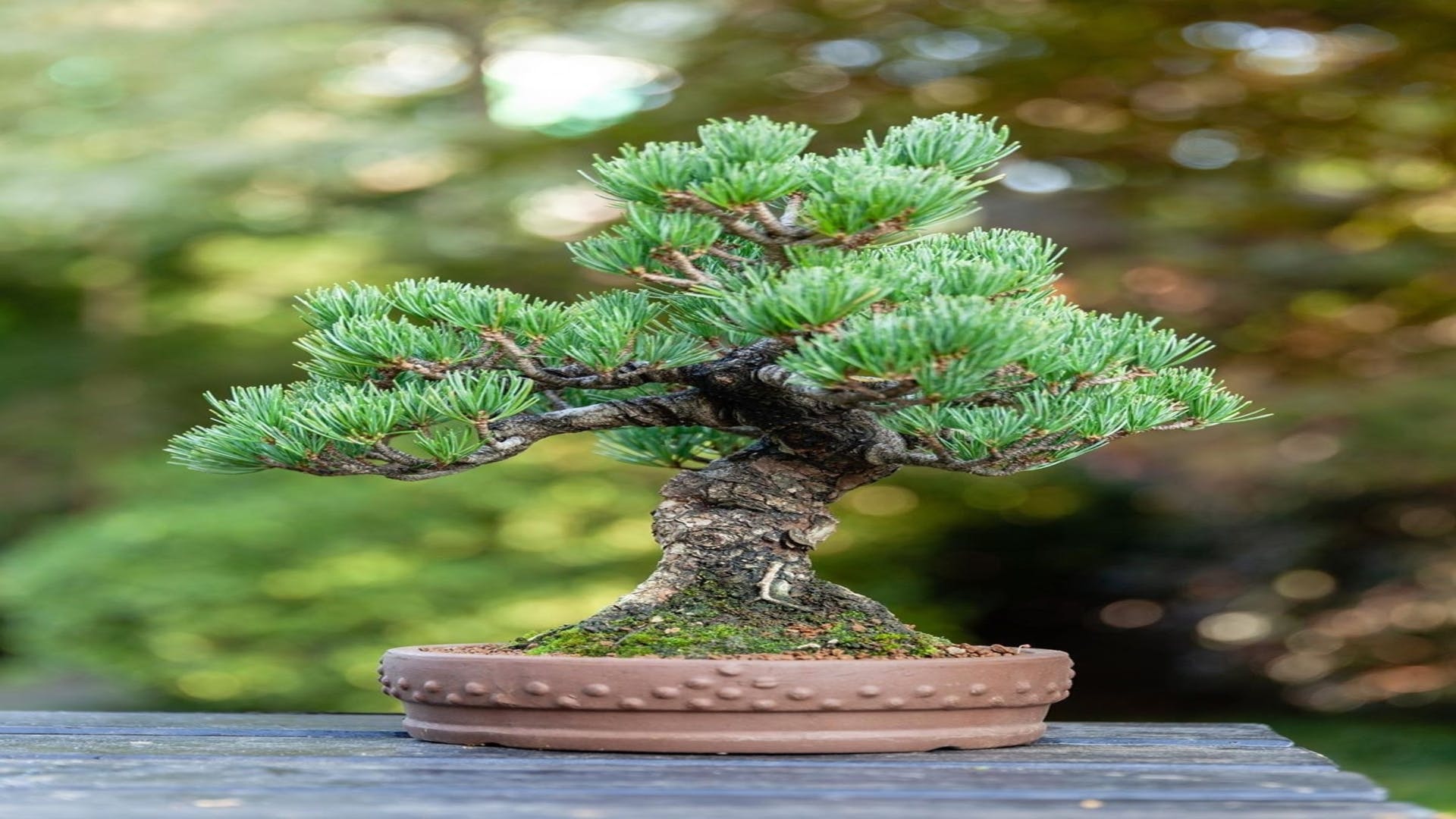 Columbian spruce,balsam fir,Tree,White pine,lodgepole pine,Yellow fir,Canadian fir,Plant,red pine,Houseplant