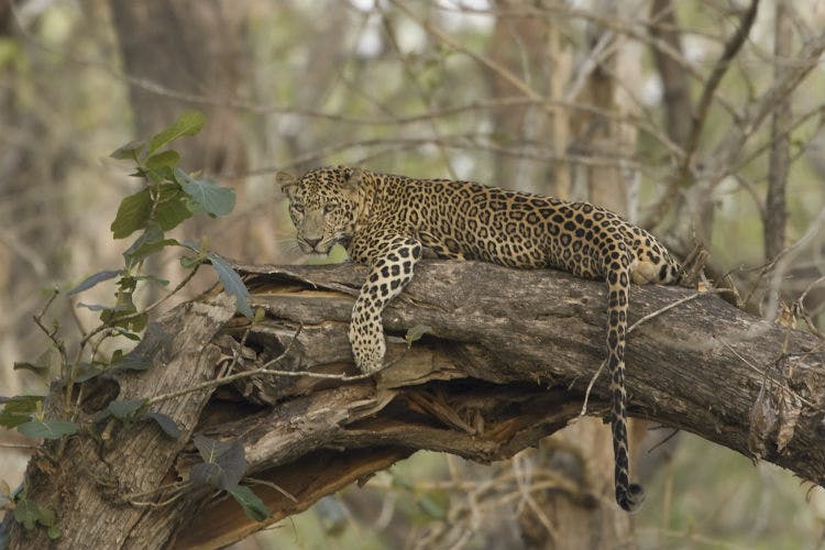 Jungle Resorts Kabini River Lodge Lbb Bangalore