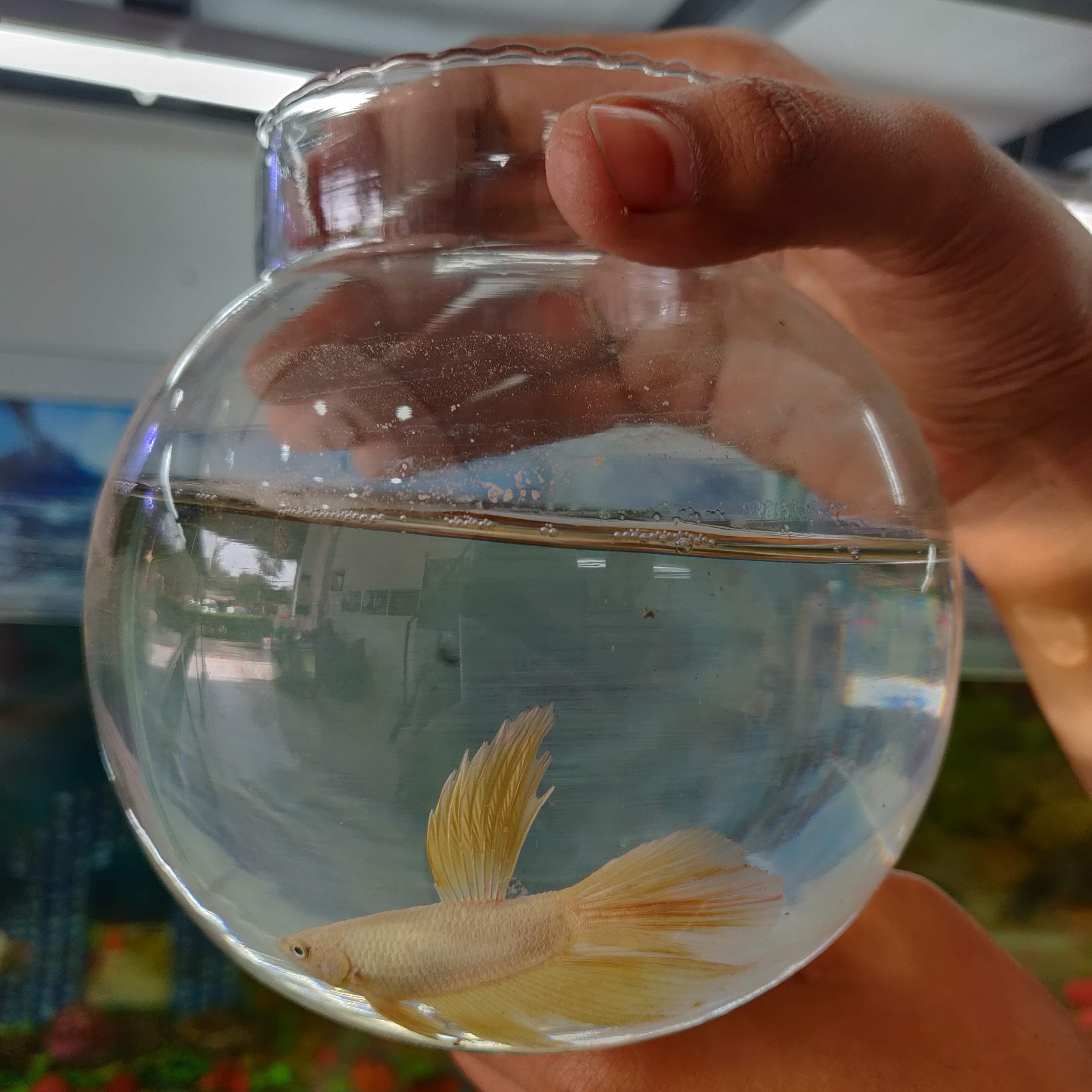 Transparent material,Water,Glass,Fluid,Hand,Goldfish,Drink,Liquid