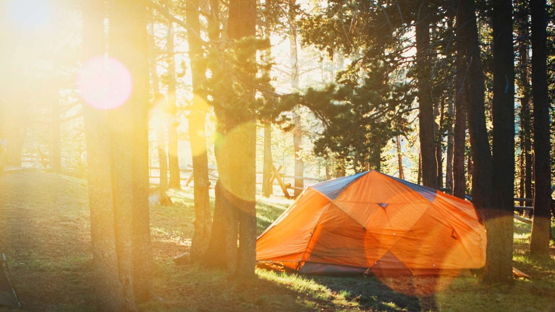 People in nature,Nature,Tent,Sunlight,Light,Natural environment,Morning,Orange,Tree,Yellow