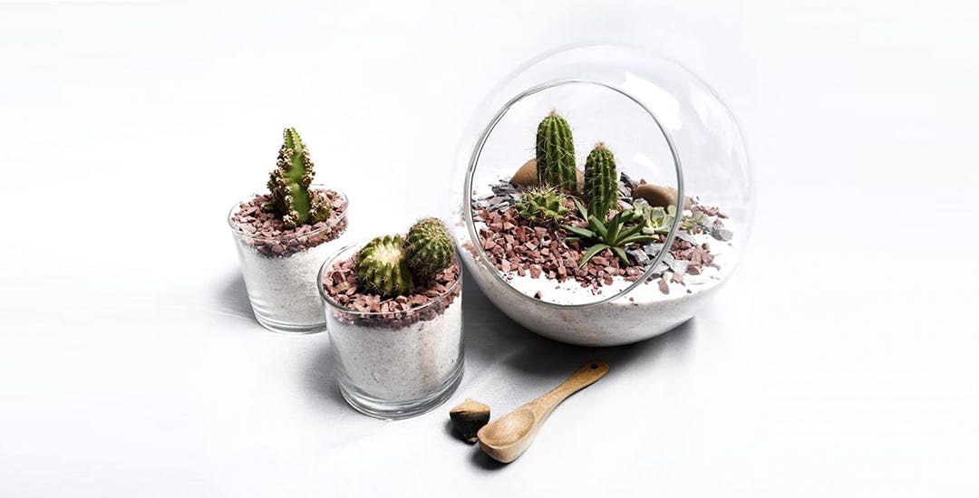 Customised Terrariums By The July Store LBB, Bangalore