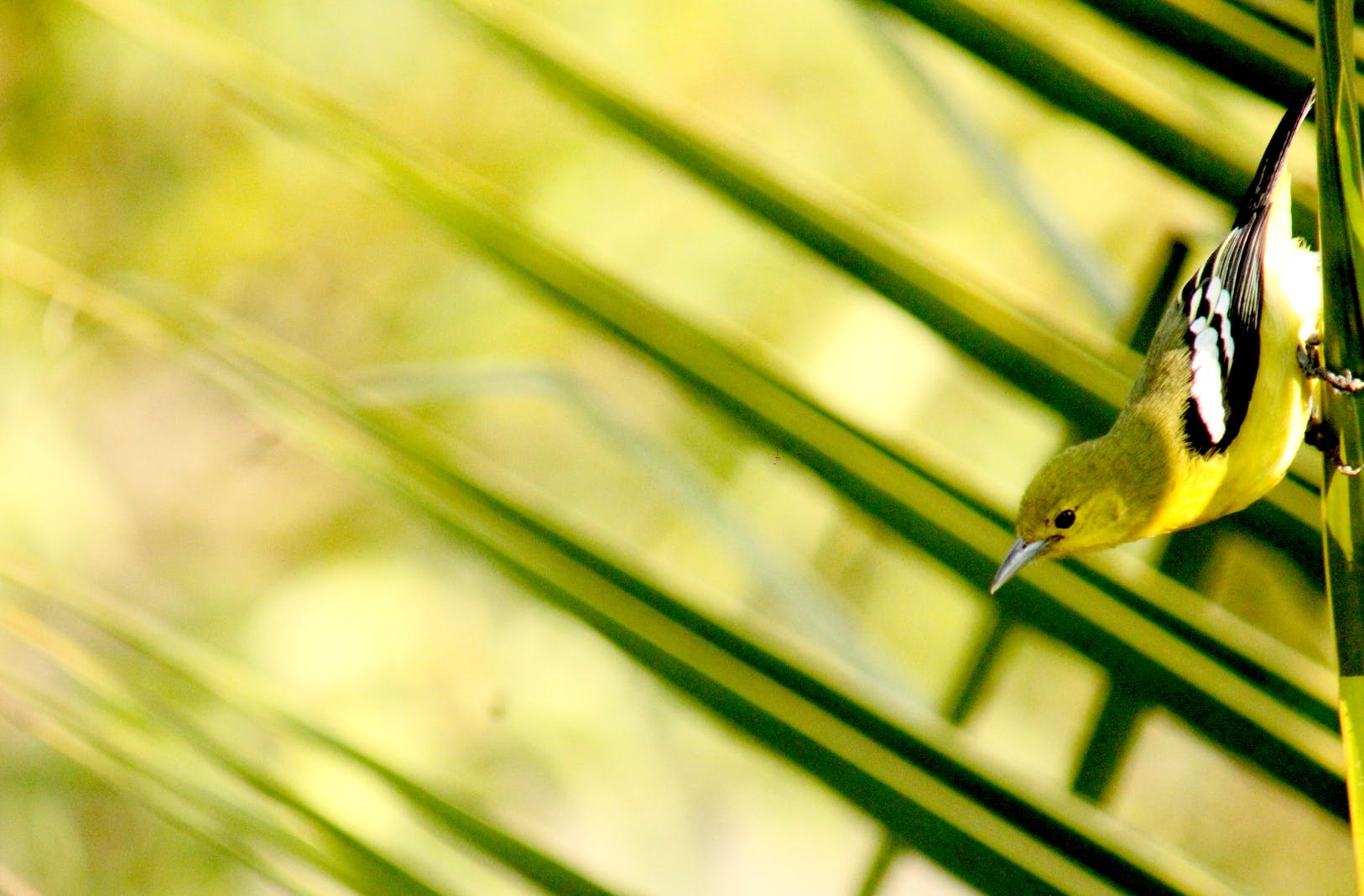 Green,Grass,Bird,Yellow,Wildlife,Grass family,Adaptation,Macro photography,Close-up,Plant