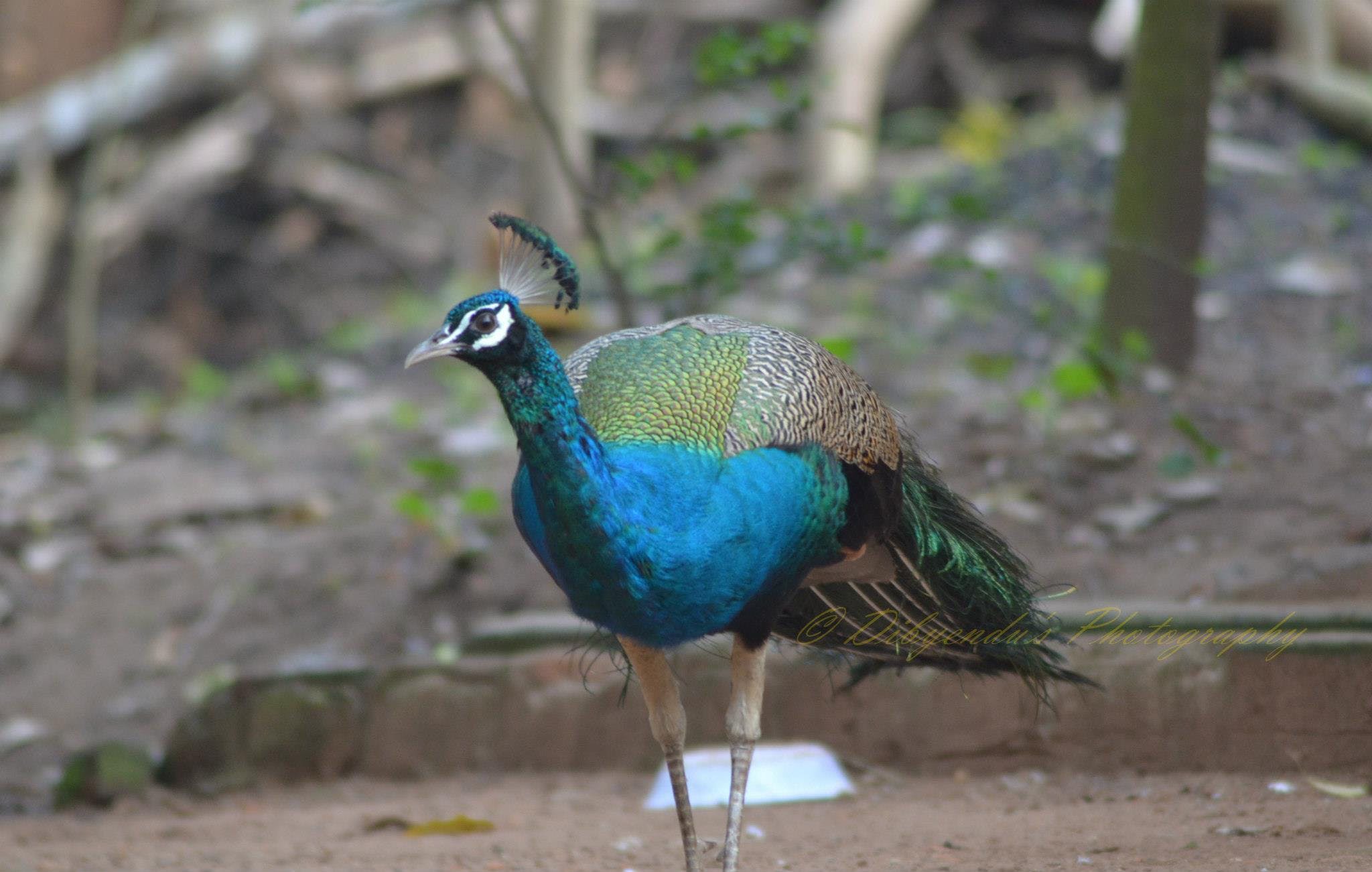 Visit Kuldiha Wildlife Sanctuary In Odisha LBB, Kolkata