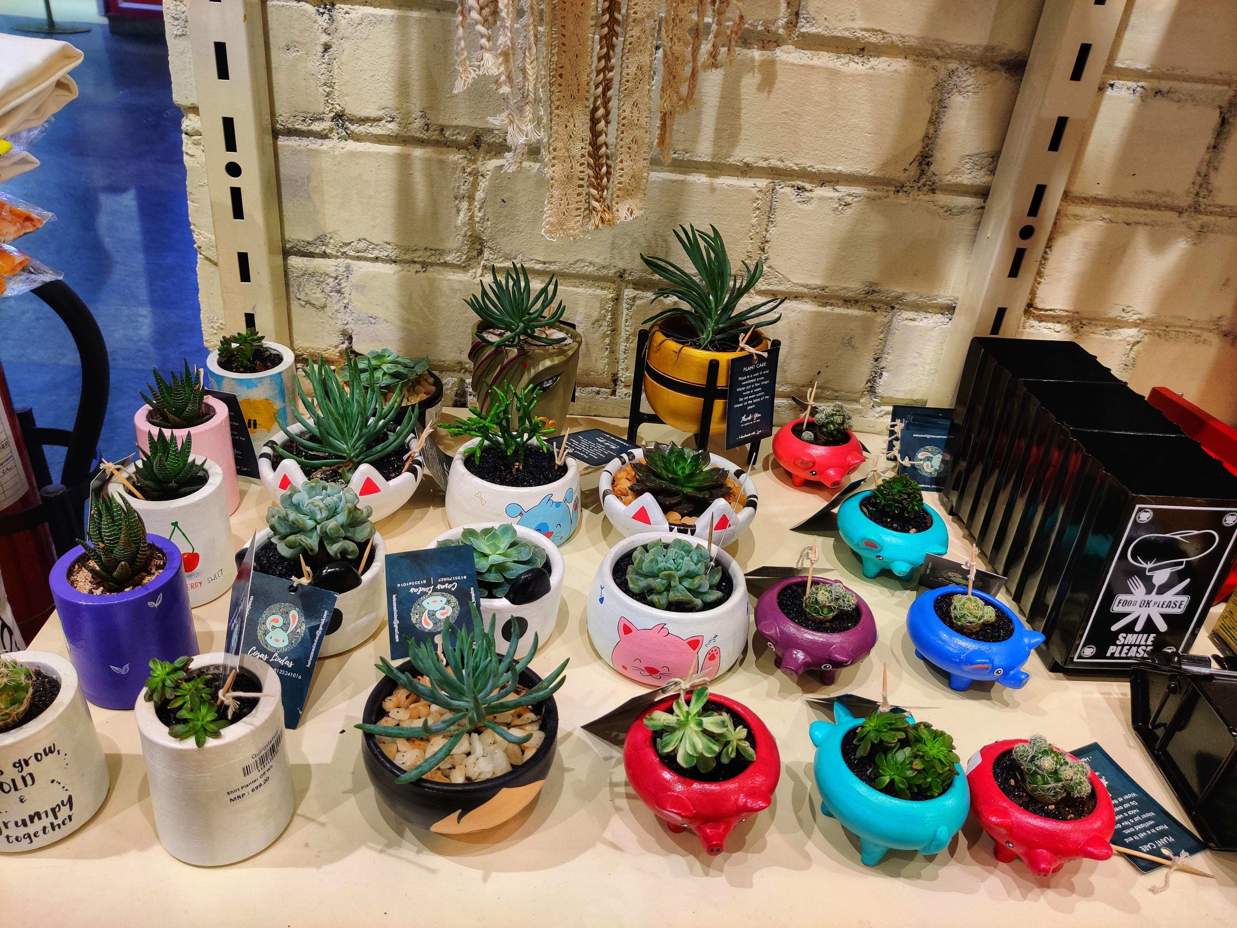 Houseplant,Flowerpot,Plant,Flower,Games,Cactus