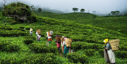 Check Out These Top Things To Do In Kurseong | LBB