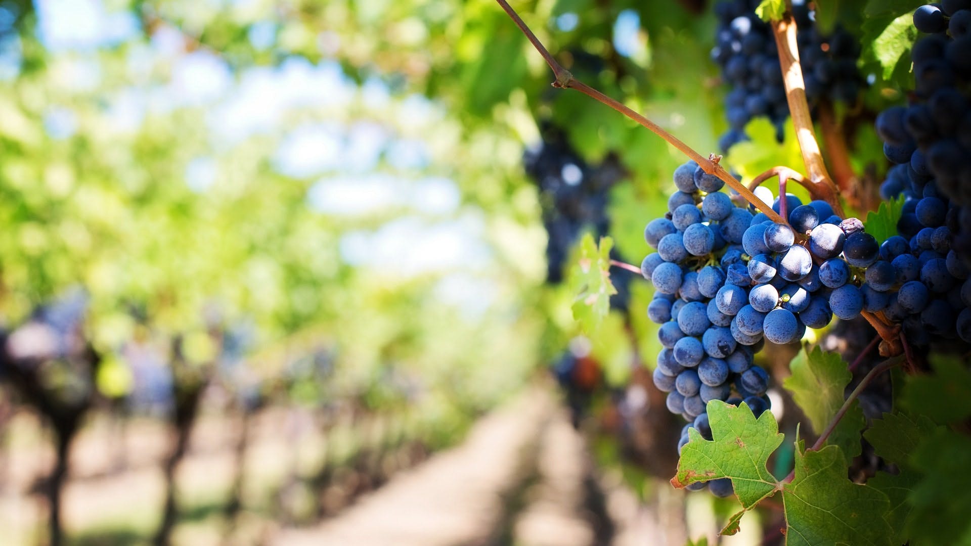 Grape,Grape leaves,Seedless fruit,Grapevine family,Plant,Fruit,Vitis,Zante currant,Vineyard,Blueberry