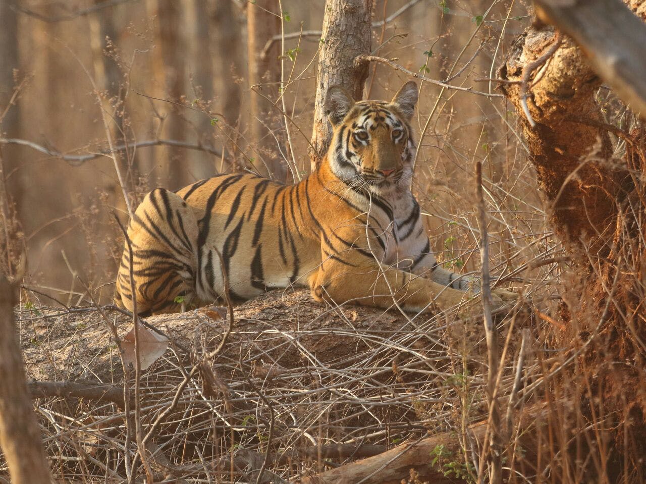 Tiger,Wildlife,Mammal,Vertebrate,Terrestrial animal,Bengal tiger,Siberian tiger,Felidae,Nature reserve,Big cats