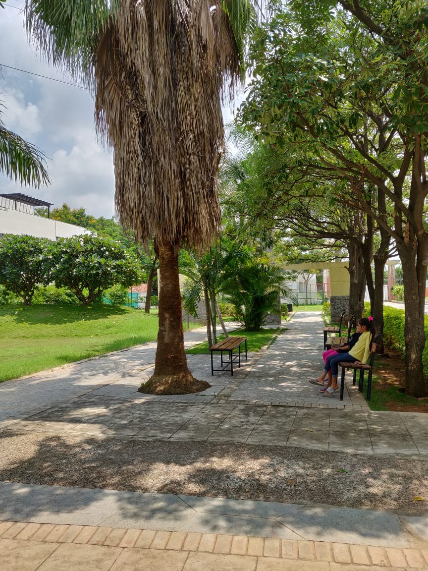 Tree,Public space,Woody plant,Plant,Botany,Trunk,Palm tree,Grass,Adaptation,Architecture