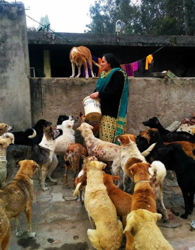 Volunteer Or Donate For Animals To SPCA, Noida | LBB, Delhi
