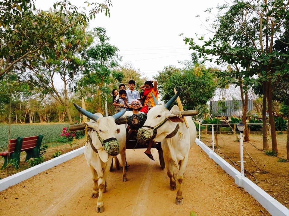 Mammal,Mode of transport,Bovine,oxcart,Ox,Cart,Vehicle,Working animal,Rural area,Transport