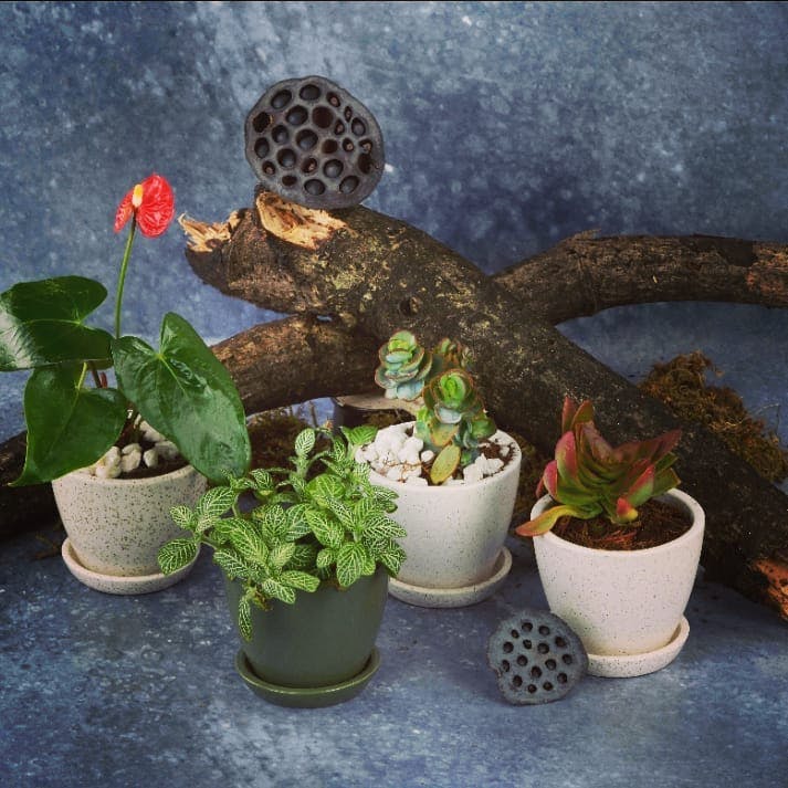 Flowerpot,Flower,Plant,Botany,Houseplant,Still life,Table