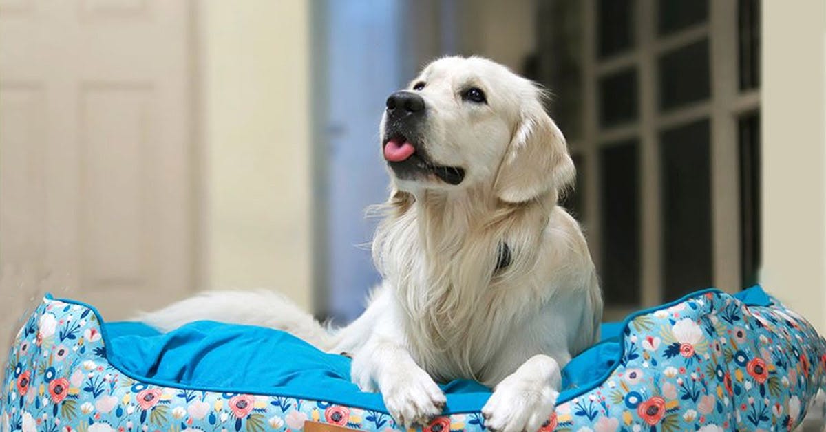 Best Brands To Buy Pet Food Online LBB