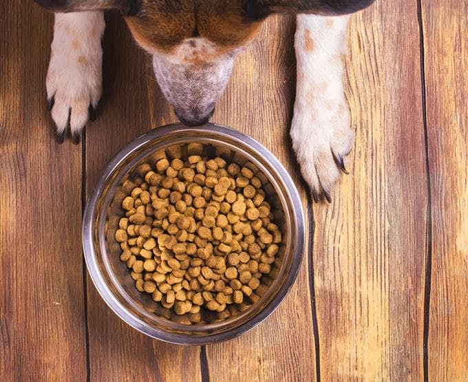 Best Brands To Buy Pet Food Online | LBB