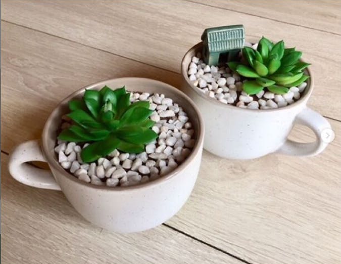 Flowerpot,Houseplant,Green,Flower,Plant,Cup,Echeveria,Ceramic,Leaf,Cactus