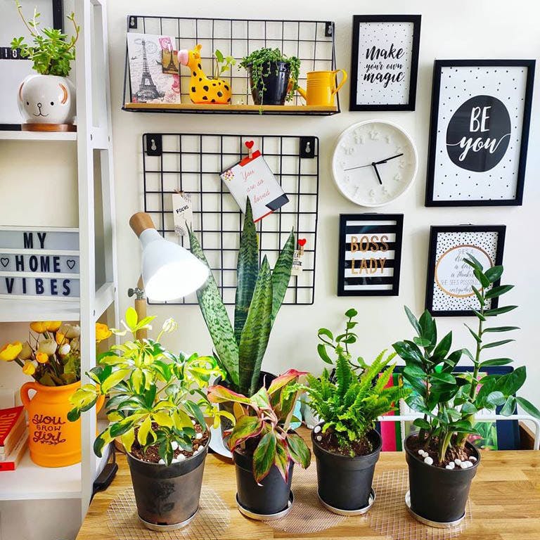 Flowerpot,Houseplant,Flower,Plant,Shelf,Room,Shelving