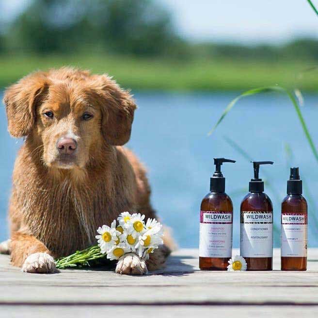 Dog,Canidae,Carnivore,Nova scotia duck tolling retriever,Dog breed,Sporting Group,Bottle,Plant,Puppy,Companion dog